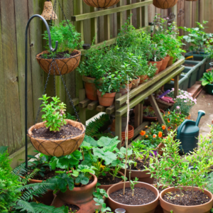 Gardening for Condos and Small Patios