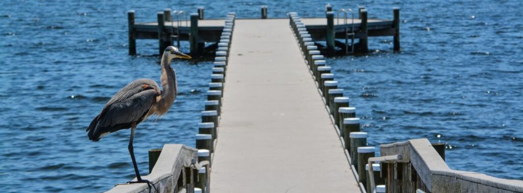 Gulf Breeze Nature Trail with a dock, and a blue heron