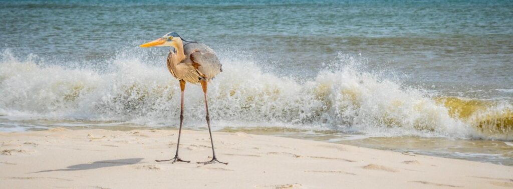 perdido-key-beaches-blue-heron