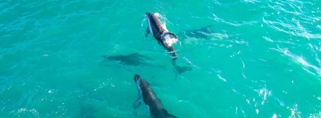 dolphins-orange-beach