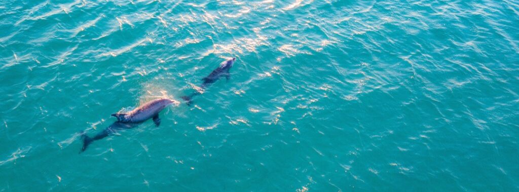 relaxation at Pensacola Beach, Florida (dolphins)